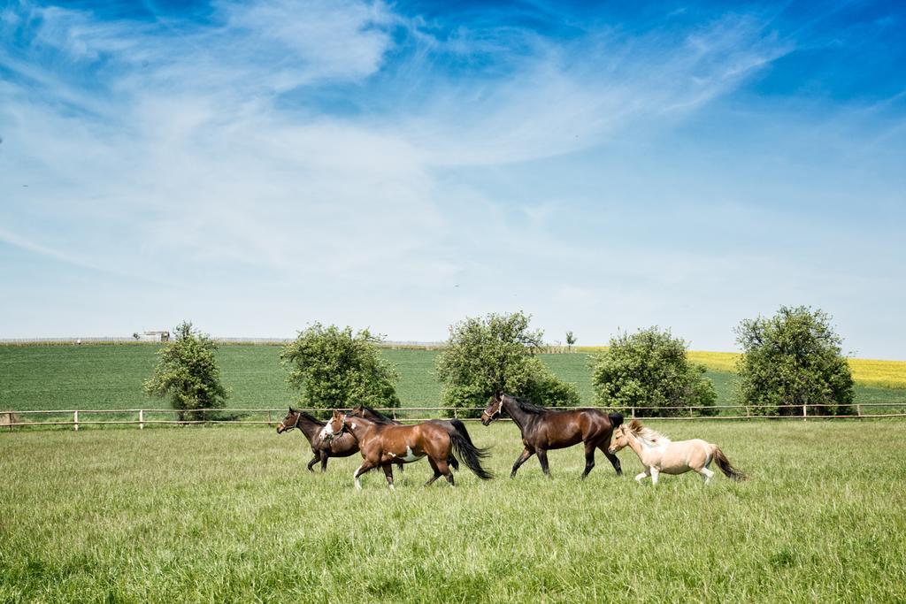 Hospudka Na Halde Hotel Borsice ภายนอก รูปภาพ